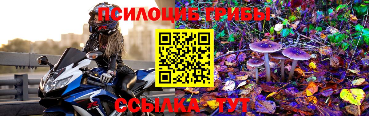 Псилоцибиновые грибы Psilocybe Сызрань